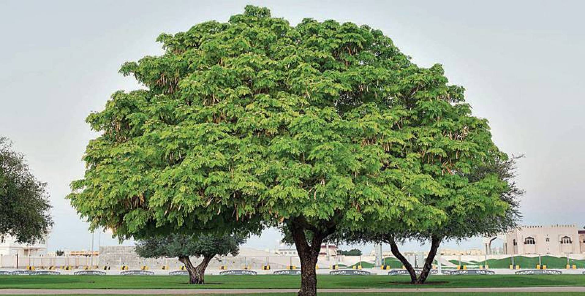 حملة لزراعة أشجار اللبخ في الكويت
