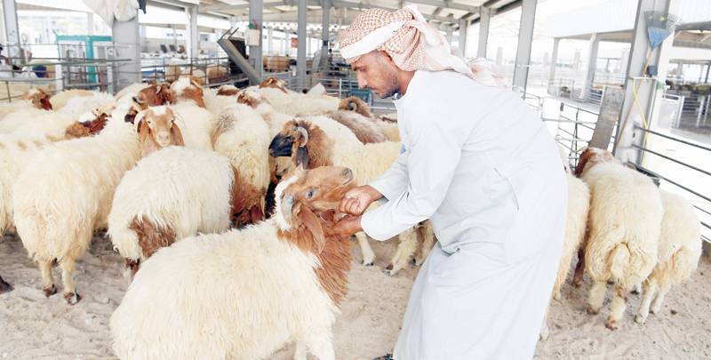 الأضاحي إحياء لسنة خليل الرحمن